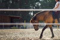 DROITS, OBLIGATIONS ET RESPONSABILITES DES CENTRES EQUESTRES EN PÉRIODE DE CONFINEMENT