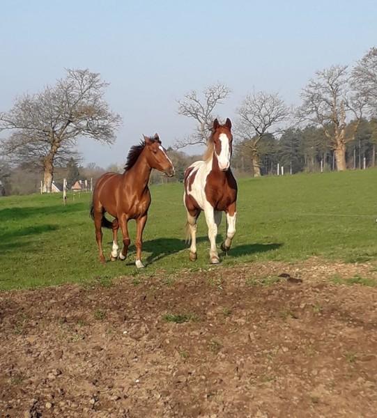 avocat droit cheval